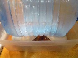 название картинки Сальтисон из свиной головы в желудке