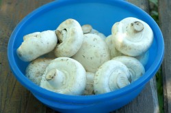 Шампиньоны на решетке на углях