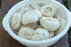 Шампиньоны на решетке на углях