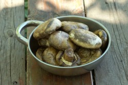 Шампиньоны на решетке на углях