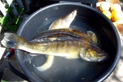 название картинки Шашлык из судака