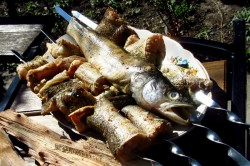 название картинки Шашлык из судака