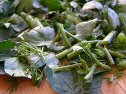 название картинки Щи суточные