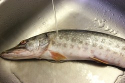 название картинки Вкусная щука на сковороде жареная