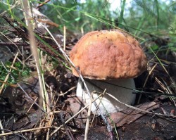 название картинки Суп из свежих белых грибов