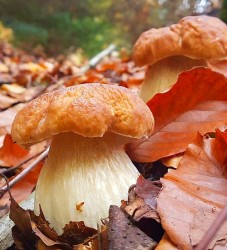 название картинки Суп-лапша с грибами