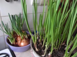 название картинки Суп с клецками, свининой, картошкой и болгарским перцем