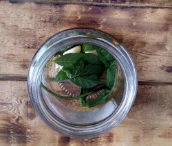 название картинки Свежие огурцы на зиму в банках