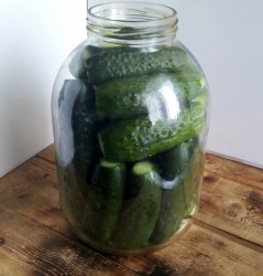 название картинки Свежие огурцы на зиму в банках