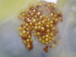 название картинки Свиные отбивные в кляре на сковороде