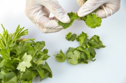 Теплый салат в лаваше - шаг 5