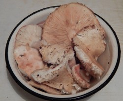 Как солить грузди на зиму