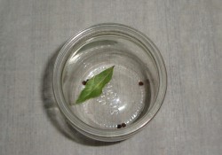 Тушенка из рыбы