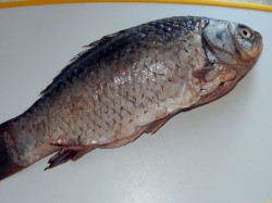 название картинки Уха из карпа