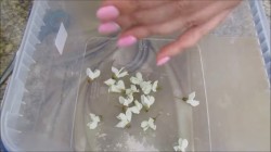 Варенье из цветков белой акации с лимоном (акациевый мёд) - шаг 2 Варенье из цветков белой акации с лимоном (акациевый мёд) - шаг 2