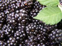 название картинки Варенье из ежевики на зиму