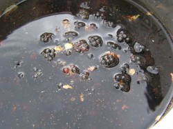 название картинки Варенье из ежевики на зиму