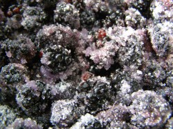 название картинки Варенье из ежевики на зиму