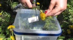 Варенье из одуванчиков (одуванчиковый мёд)