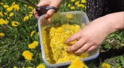 Варенье из одуванчиков (одуванчиковый мёд)