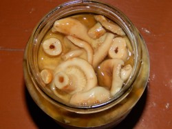 название картинки Волнушки соленые на зиму