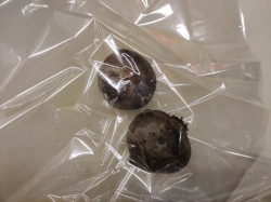 Заморозка свеклы на зиму