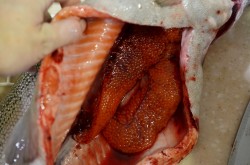 Засолка красной икры в домашних условиях