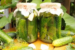 название картинки Соленые огурцы на зиму холодным способом в банках