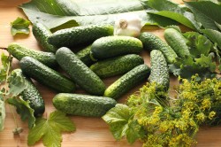 название картинки Соленые огурцы на зиму холодным способом в банках