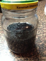 Проращивание зёрен чечевицы - шаг 6