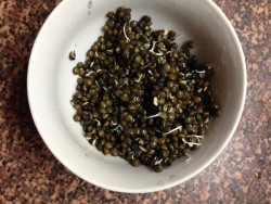 Проращивание зёрен чечевицы - шаг 9