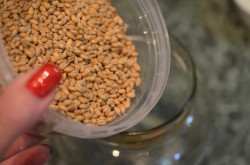 Брага на пшенице без дрожжей - шаг 2