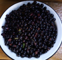Черная смородина протертая с сахаром без варки на зиму - шаг 1 Черная смородина протертая с сахаром без варки на зиму - шаг 1