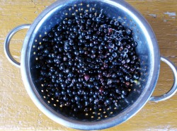 Черная смородина протертая с сахаром без варки на зиму - шаг 2 Черная смородина протертая с сахаром без варки на зиму - шаг 2