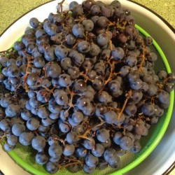 Желейное варенье из дикого винограда - шаг 1 Желейное варенье из дикого винограда - шаг 1