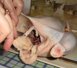 Как снять кожу с курицы для фарширования - шаг 6