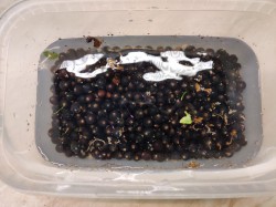 Пастила из черной смородины в домашних условиях - шаг 1 Пастила из черной смородины в домашних условиях - шаг 1