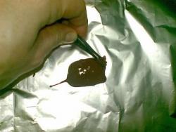 Сало в шоколаде - шаг 9