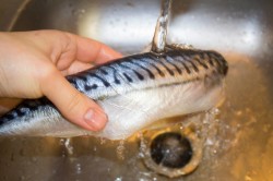 Скумбрия сухого посола в домашних условиях - шаг 8 Скумбрия сухого посола в домашних условиях - шаг 8