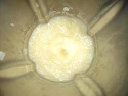 Яблочный мусс - шаг 5