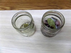 Домашнее консервирование рыбы на зиму - шаг 4