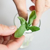 Грушевый лимонад с шалфеем - шаг 1 Грушевый лимонад с шалфеем - шаг 1