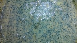 Торт с маком орехами изюмом шоколадный бисквит - шаг 5 Торт с маком орехами изюмом шоколадный бисквит - шаг 5