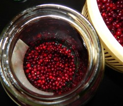 Моченая брусника на зиму - шаг 3 Моченая брусника на зиму - шаг 3