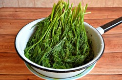 Заморозка укропа на зиму - шаг 1 Заморозка укропа на зиму - шаг 1