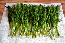 Заморозка укропа на зиму - шаг 2 Заморозка укропа на зиму - шаг 2