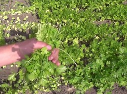 Кинза на зиму - шаг 1