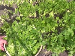 Кинза на зиму - шаг 2