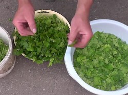 Кинза на зиму - шаг 3