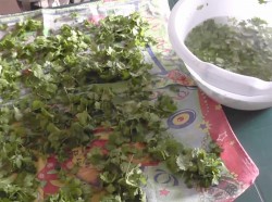 Кинза на зиму - шаг 4